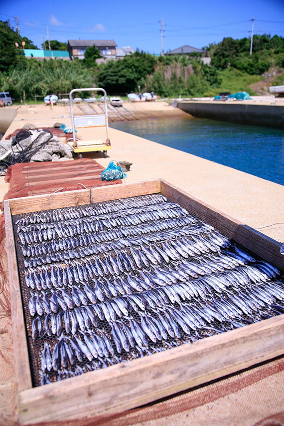 平戸の港と天日干しされた飛魚（あご）